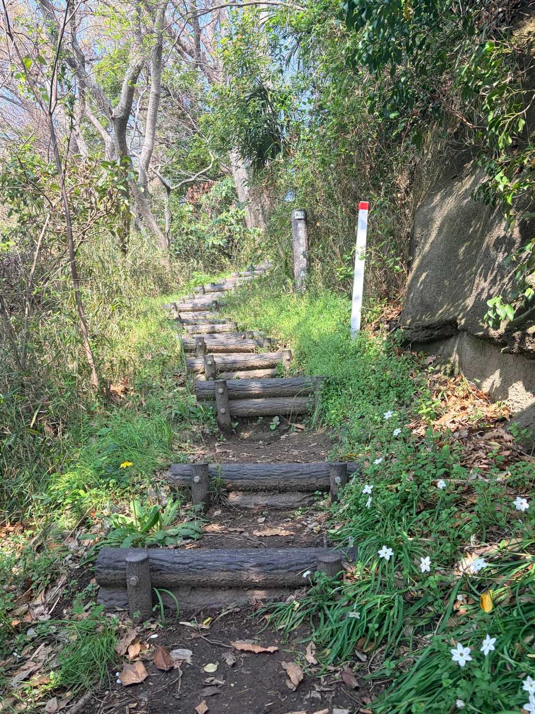 🐿️🐿️が木🪾から🌲へ走り回ってた

コダマを探せ❣️1人です
難易度0️⃣