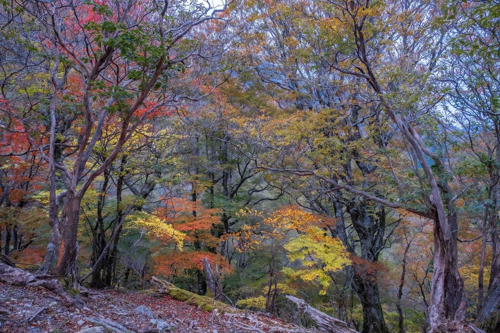 一ノ森-槍戸山 往復コースの写真