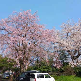 寄ってみました。
枝垂れ桜🌸ですかね?🤔