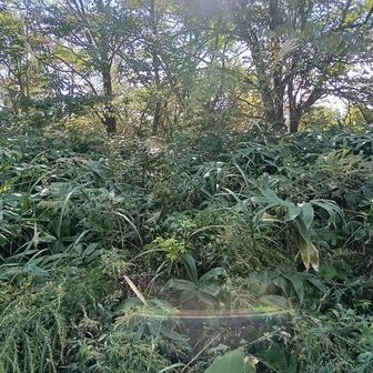 二等三角点が見つからない💦