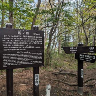 ひとつめのピークに着きました。
ここで登山道と合流します。
ここからはいわゆる箱根外輪山です。