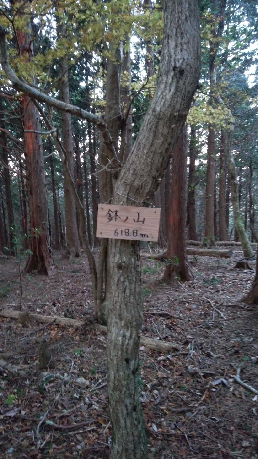鉢ノ山到着✨山頂付近にはカモシカ？シカ？がいました😅