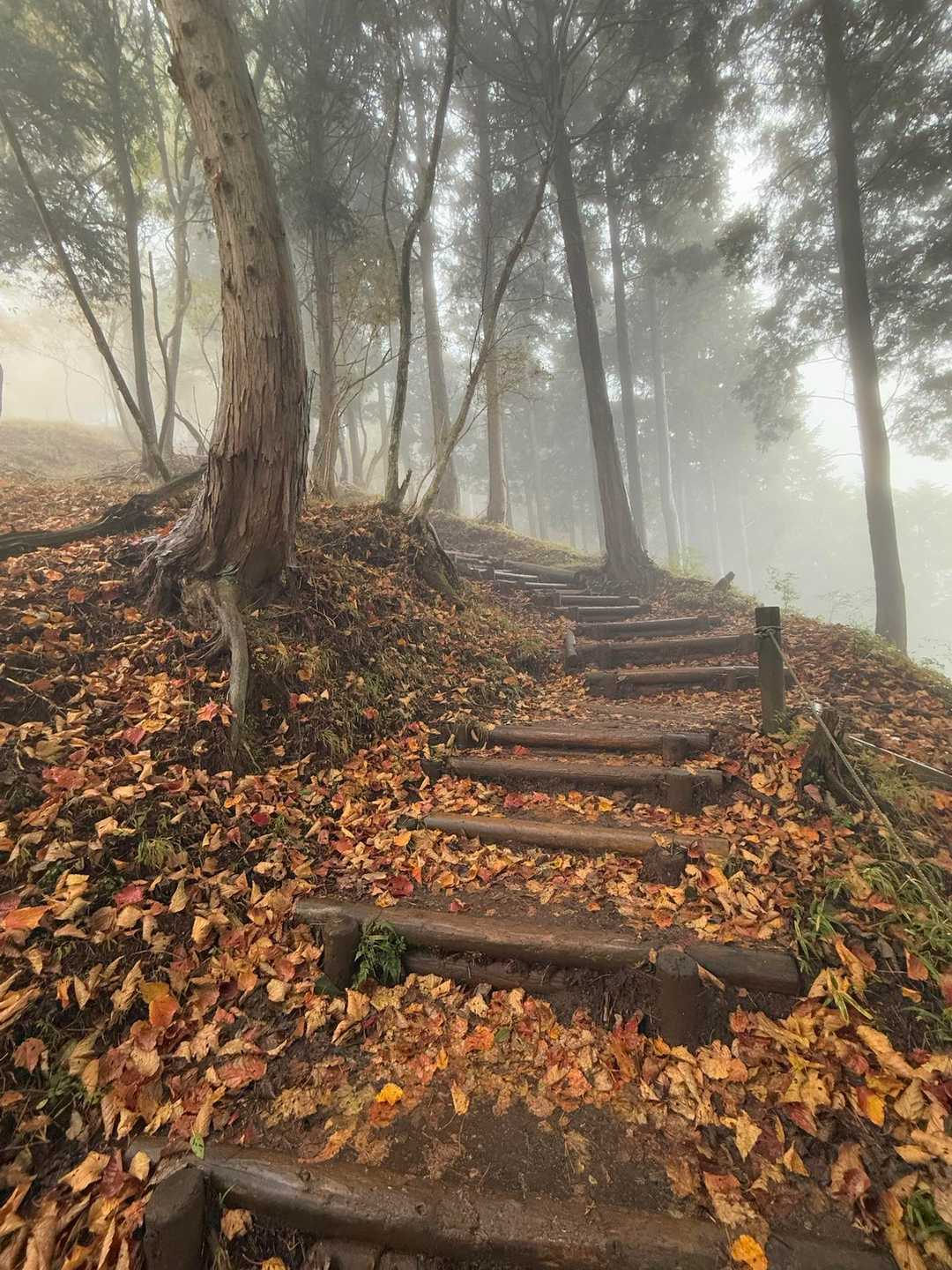 落ち葉の絨毯🍂