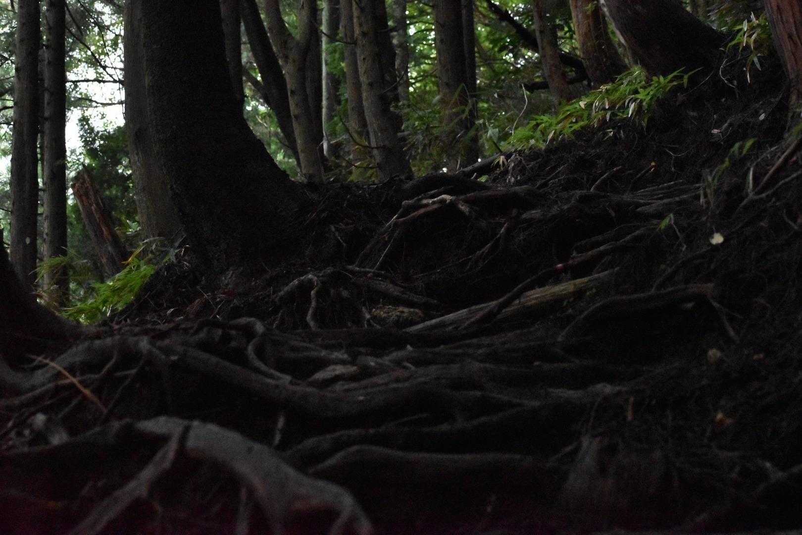 時々急登もあるけれど、