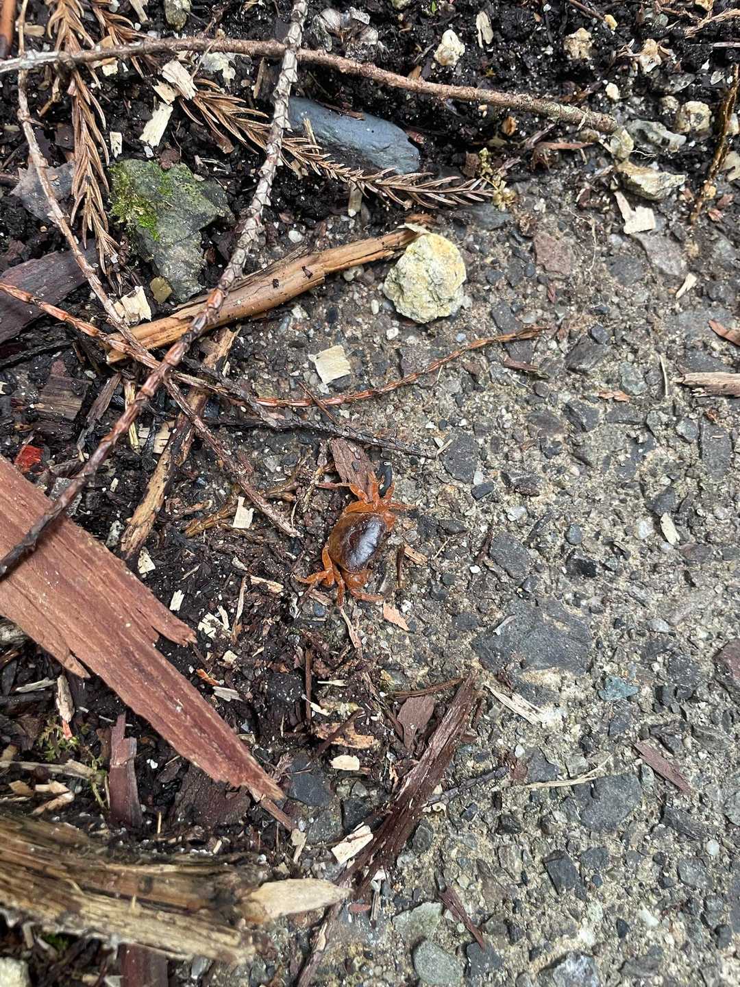 🦀