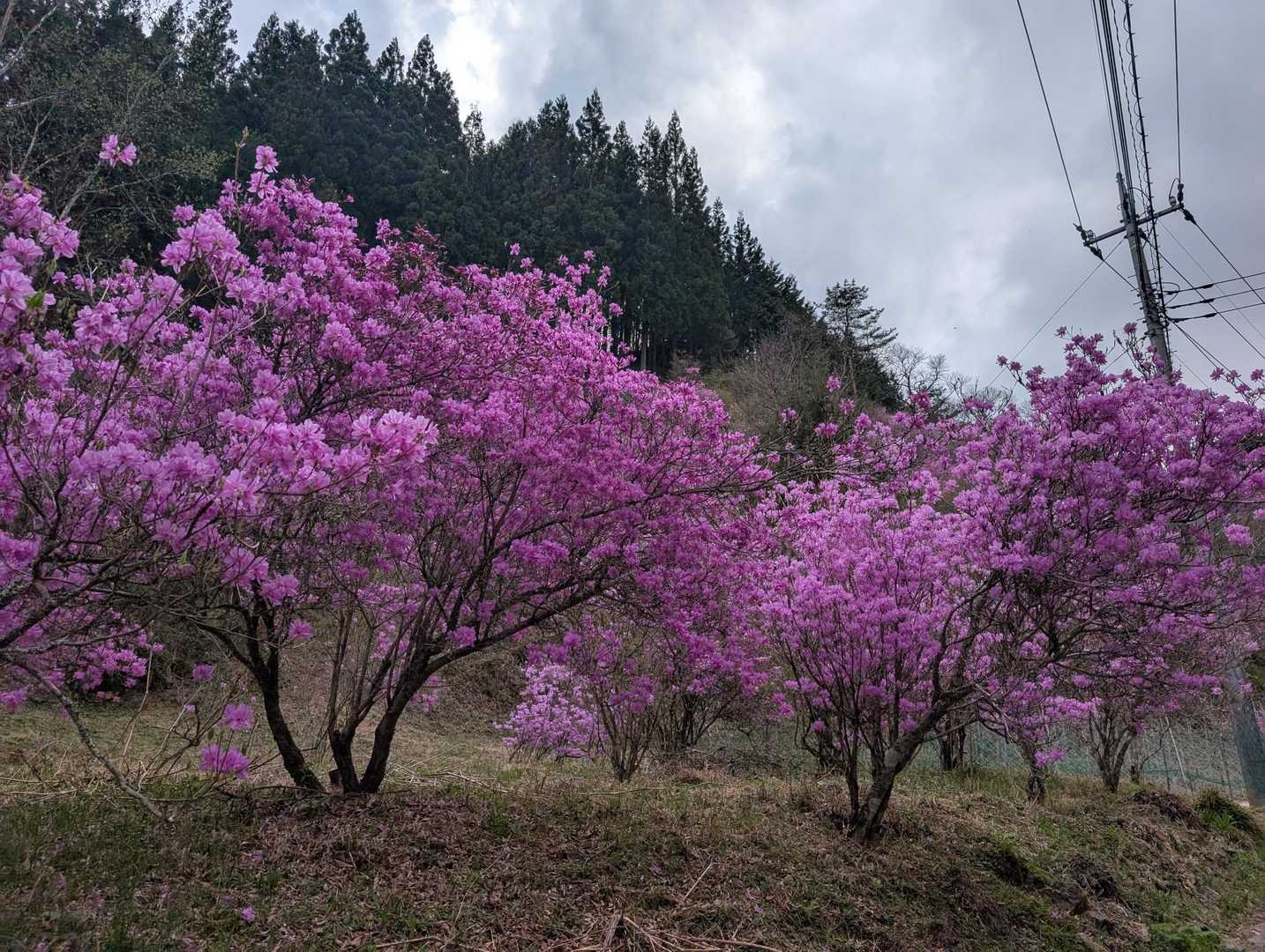 良い感じ🌸😁