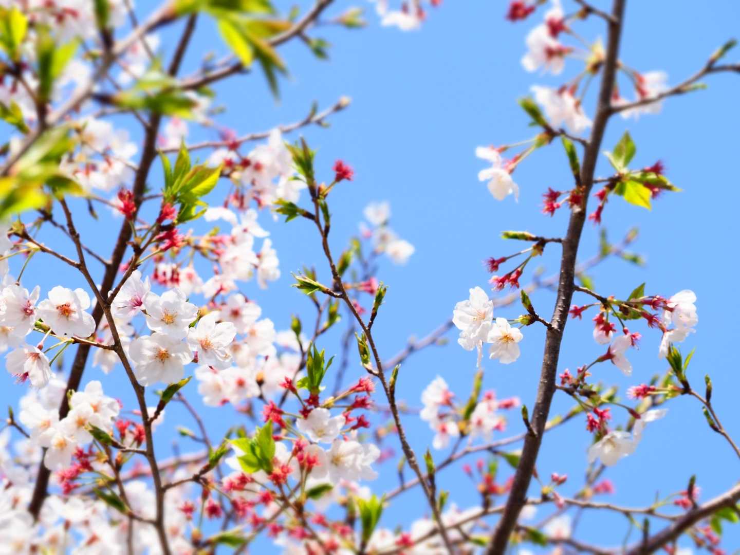 綺麗な桜が🌸✨
尺八と桜。なんて素敵な時間なんだっっっっ‼️