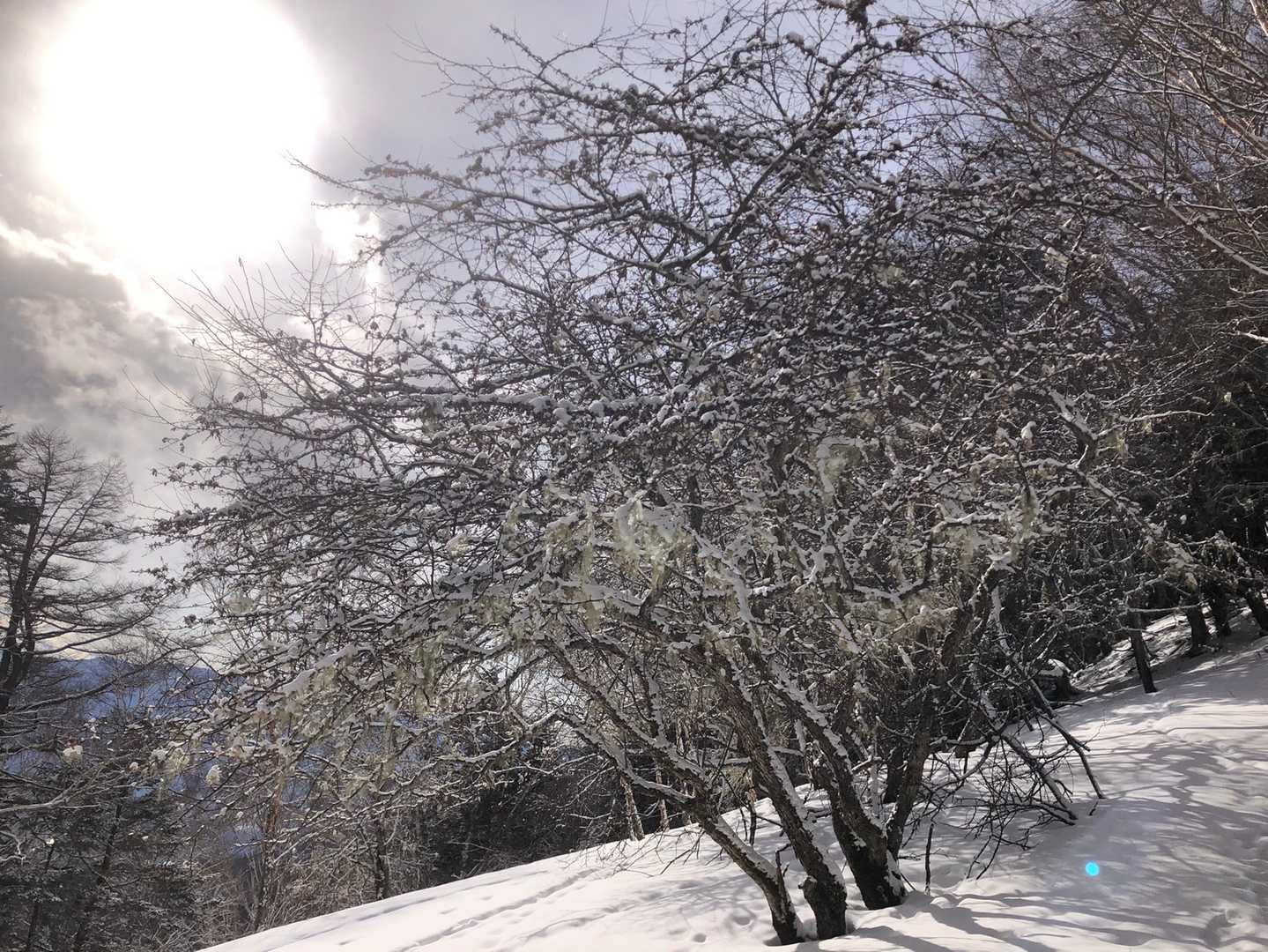 木々も雪化粧されて綺麗だなぁと。
