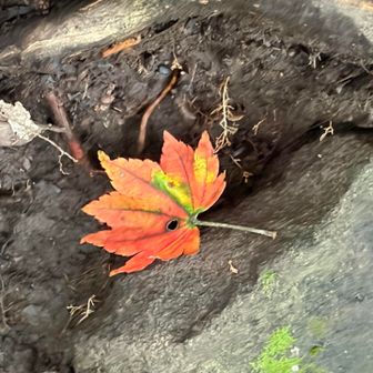 色づいた紅葉🍁
