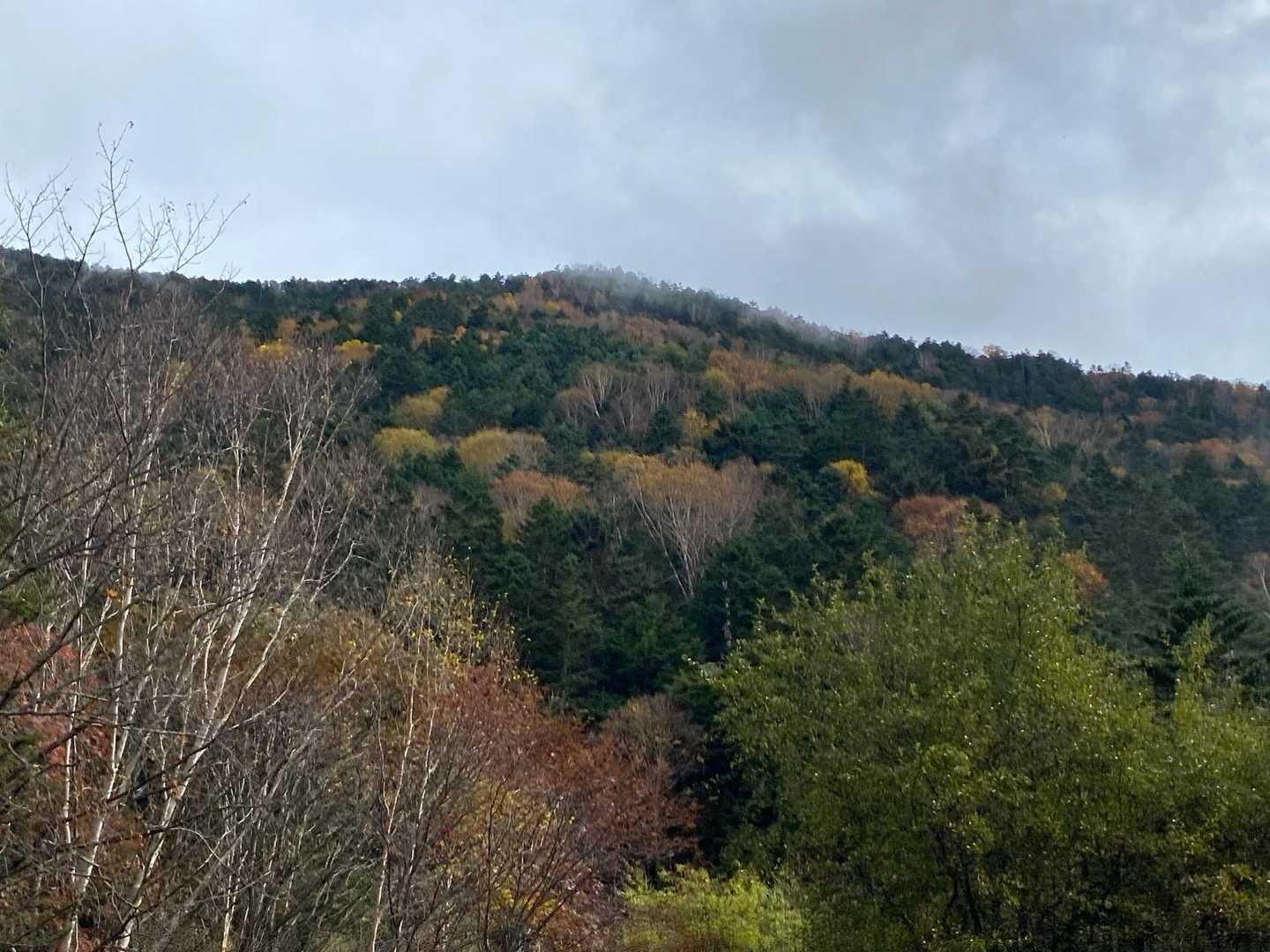 こうやってみたら紅葉感ある🍁