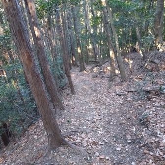 三角点を過ぎると傾斜が緩くなり小さな起伏の尾根道が続く。