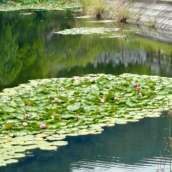 素晴らしい池！ハスの花🪷🪷？が咲いてます♪