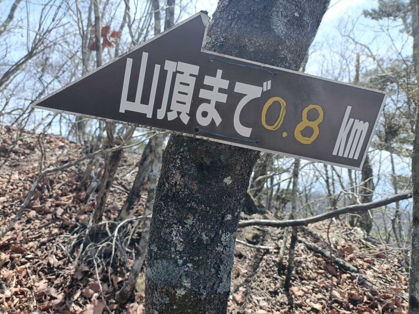金ヶ岳まで、後1本頑張ります
