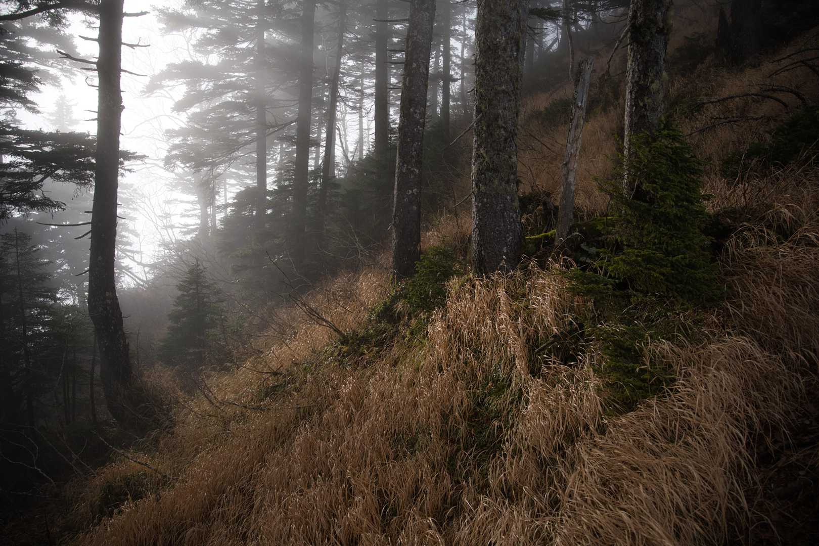太陽が隠れて少し暗い場面🌚
光の変化で森の印象もがらりと変わります🌲