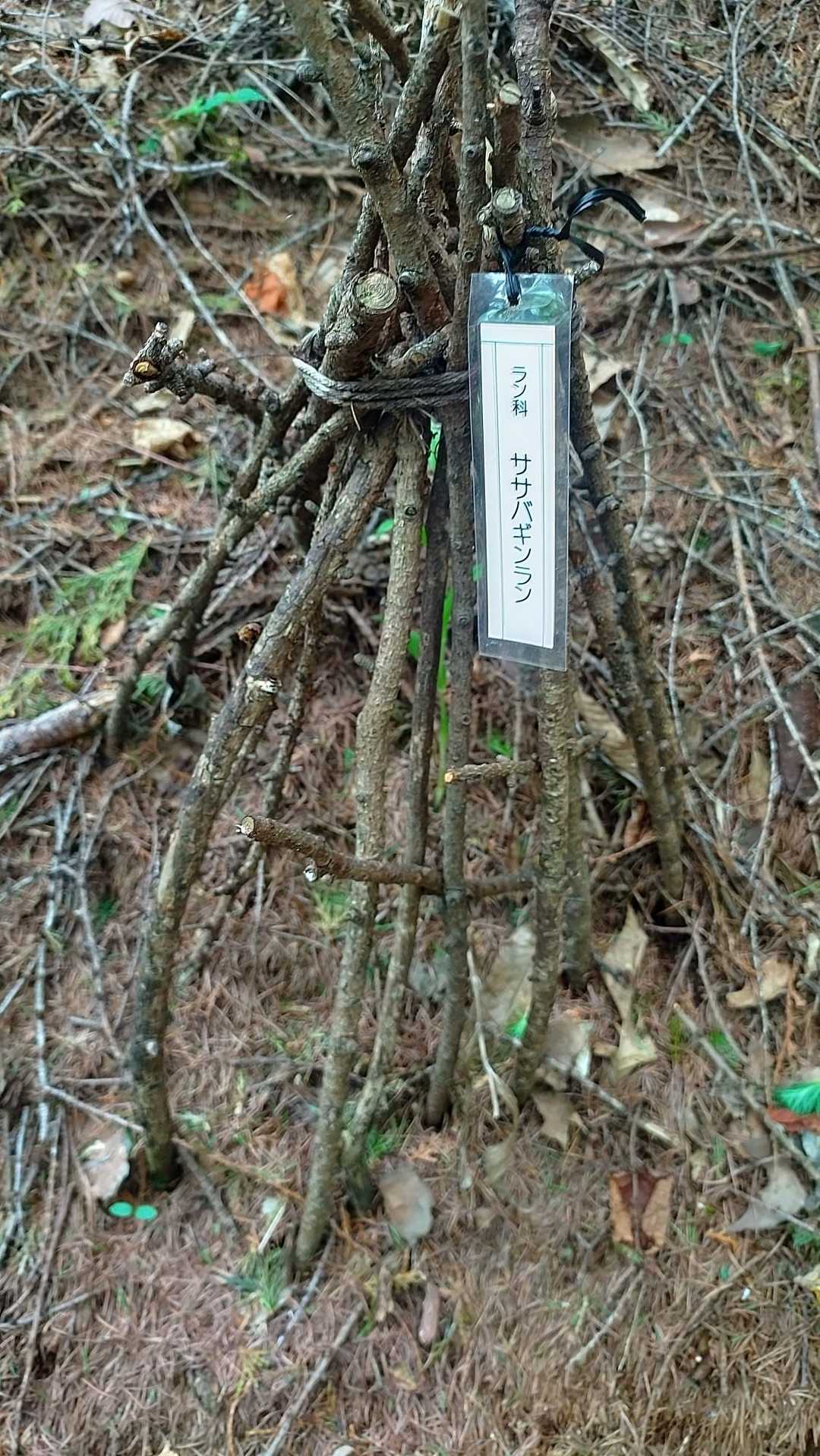 咲くの待ってるね🌺ササバギンランちゃん