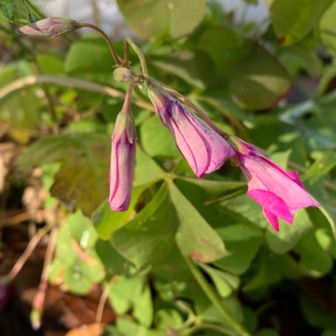 積雪したのにお花🌸健気だねぇ