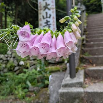 ジギタリス🌸