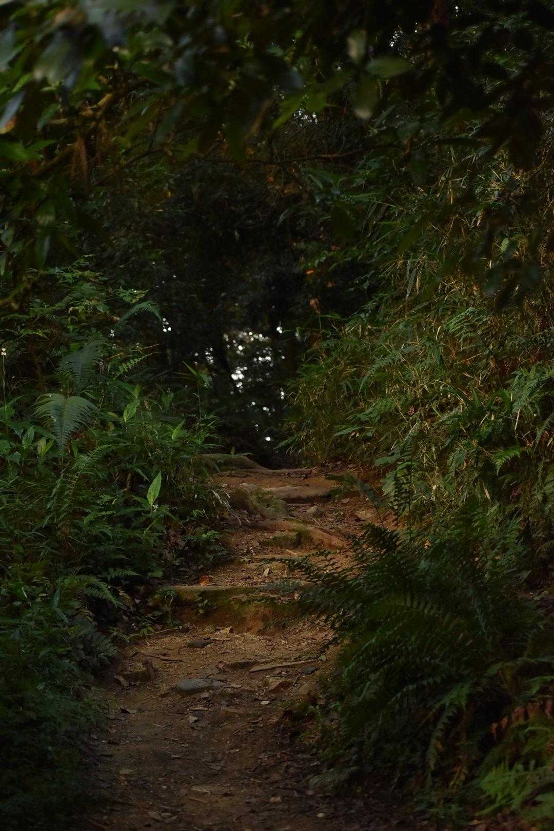 実は畝傍山は確か1990年頃に、学生時代の体育で登った事がある。あるよね？同級生（YAMAPの相互フォローで2人いる）