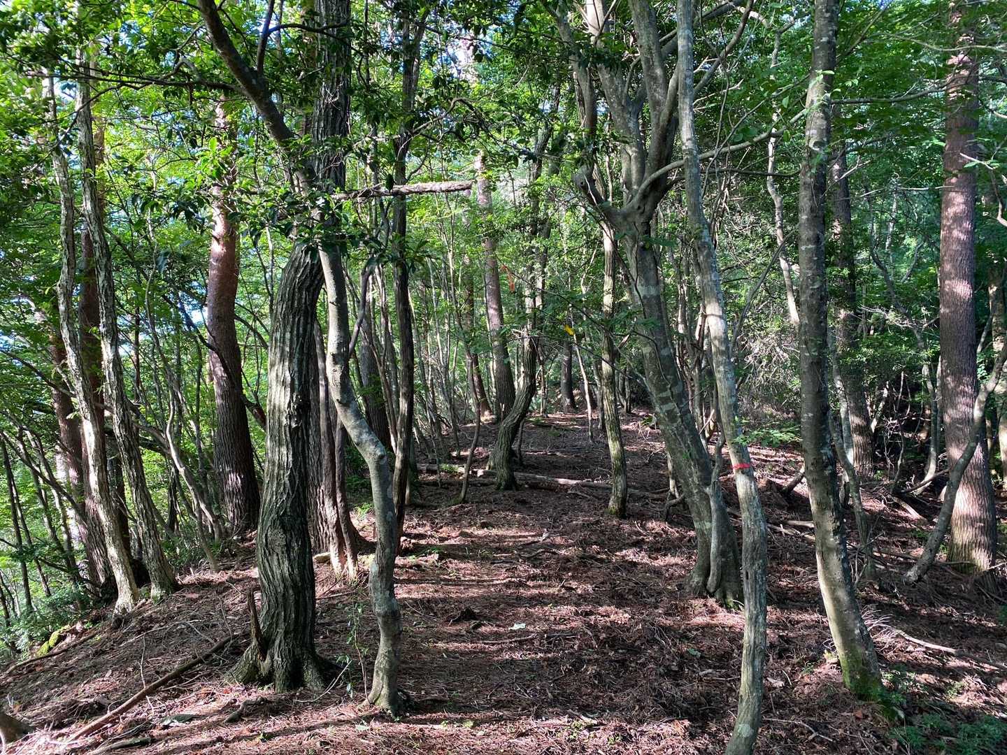野代コース登山口-多田ヶ岳-多田ヶ岳登山口 周回コースの写真