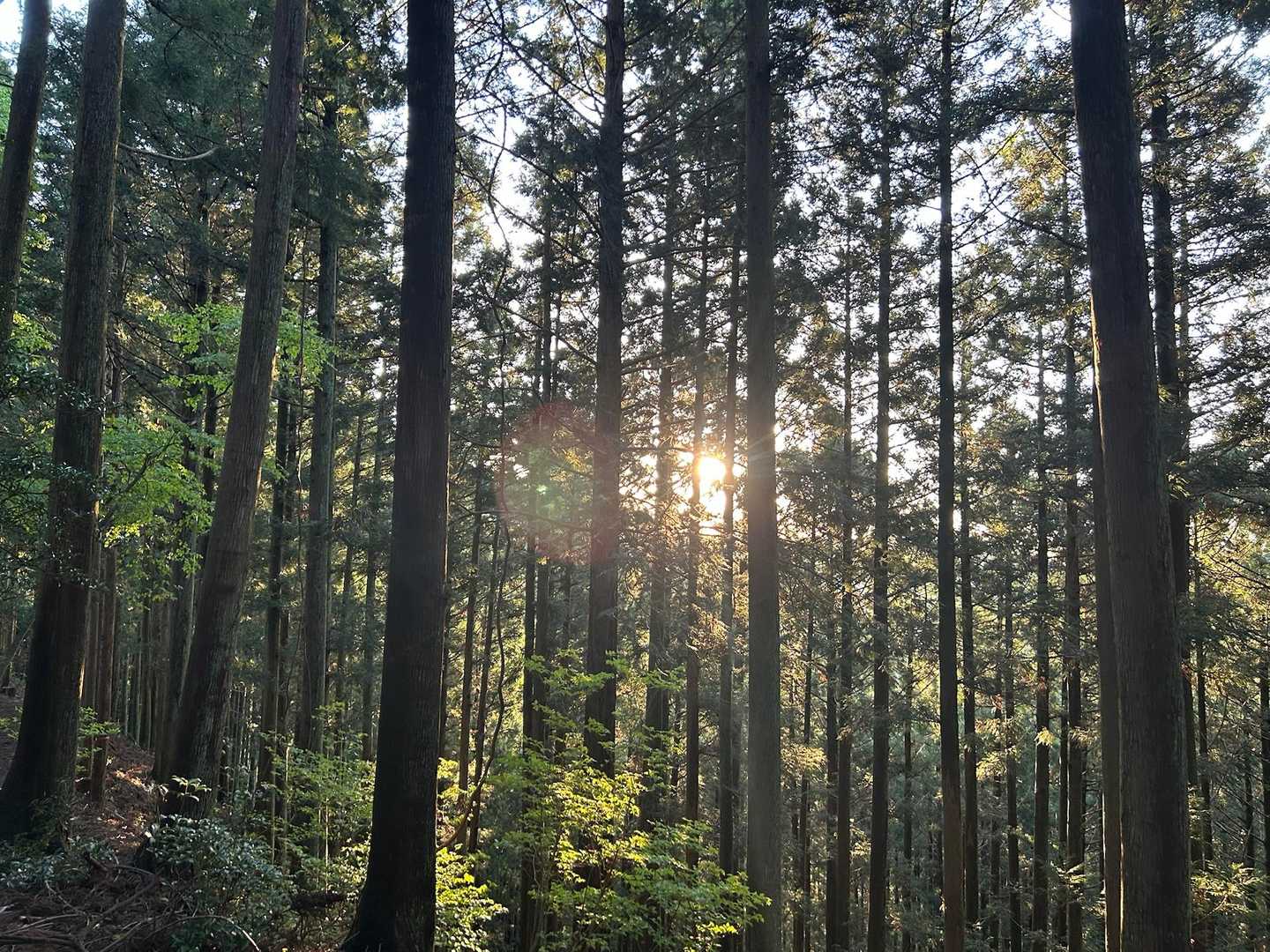 朝日が昇りました☀️