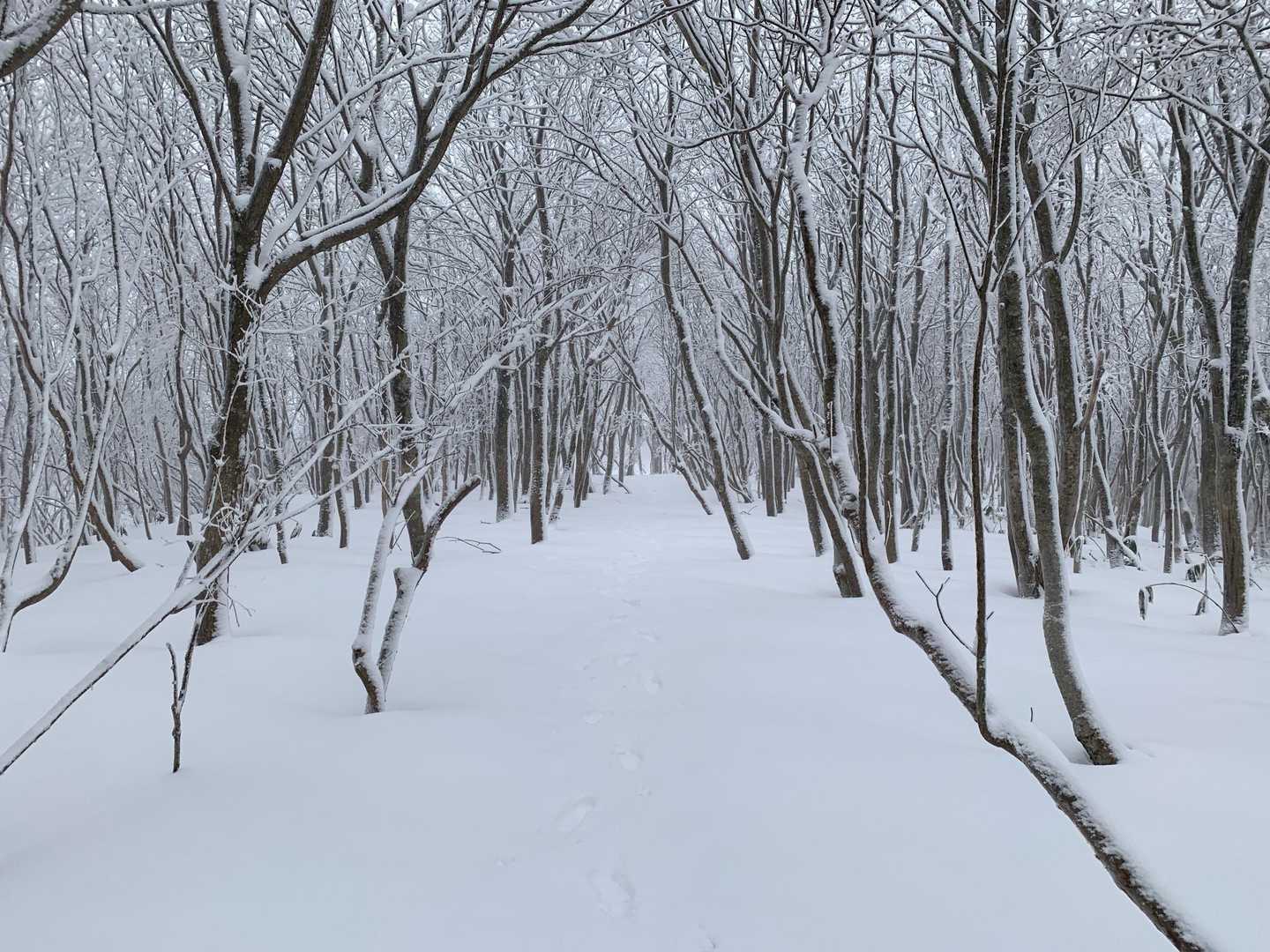 夏焼峠-恐羅漢山 往復コースの写真