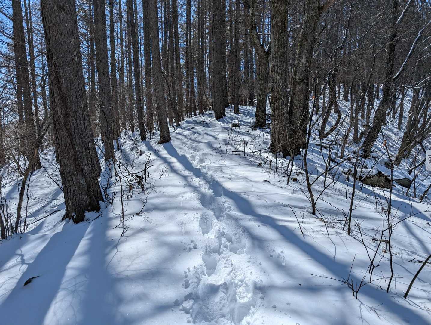 雪がモフモフして気持ちいいです。