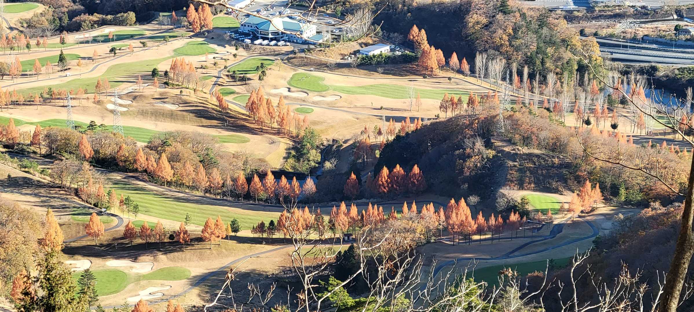 メタセコイヤ？眼下のゴルフ場の街路樹がとても綺麗でした✨