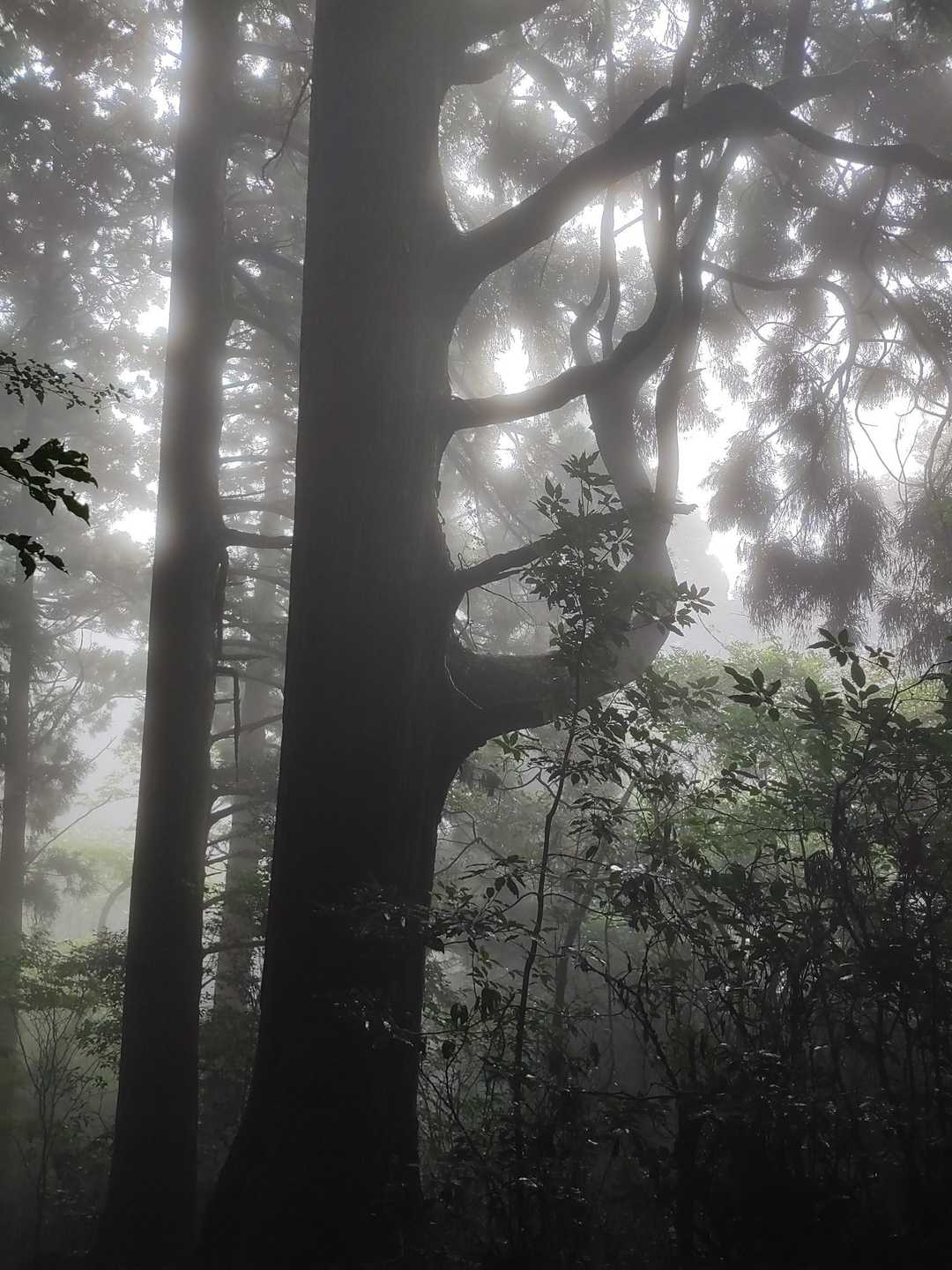 筑波山神社入口バス停-御神橋-筑波山-筑波山-白雲橋コース 縦走コースの写真