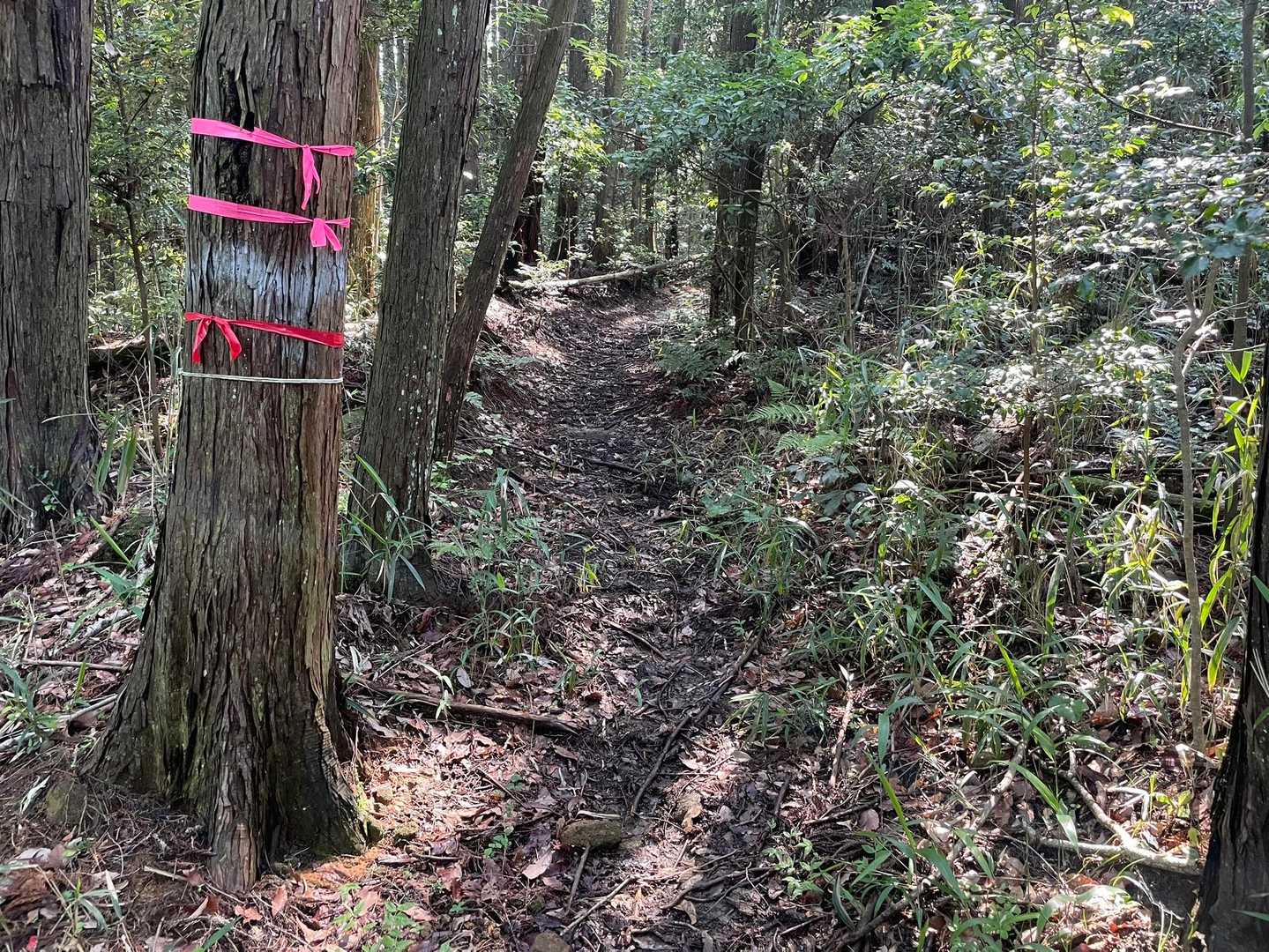 ここから少し細くなりますが、あいかわらず緩やかで歩きやすい道です。