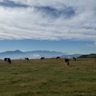 牛さんと八ヶ岳連峰