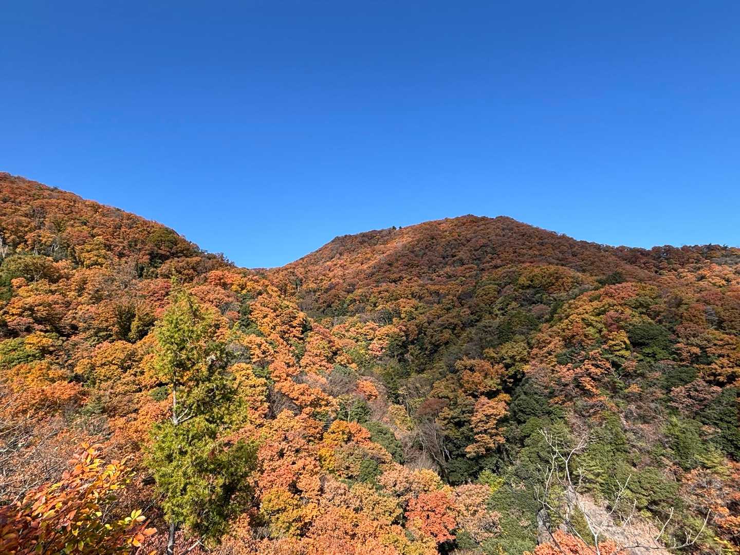 紅葉とっても綺麗🍁