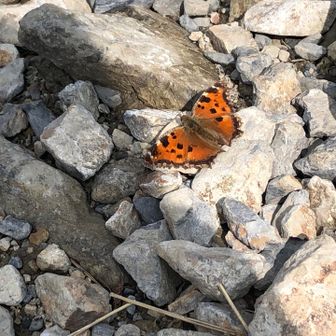 私の前をずっと飛んでいたヒオドシチョウ。
人を恐れない？私が汗かきだからか？