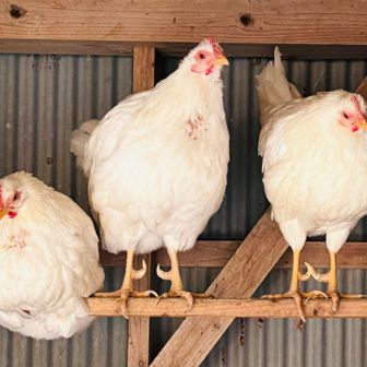 ニワト...え〜っと、「高良山神鶏🐓」がいたりと、神社の雰囲気が満載です😊