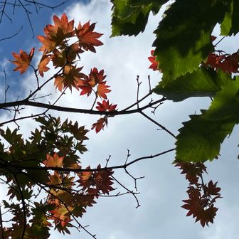 空を見上げると気の早い紅葉🍁