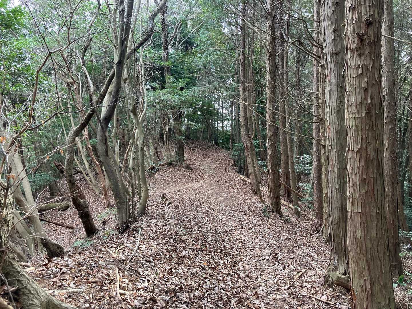 なだらかな下り