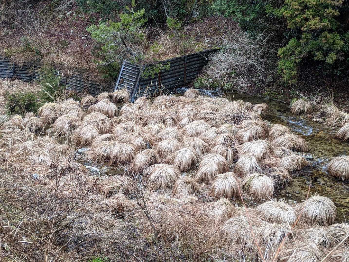 なんぞこれw
石の上から生えてきてる？