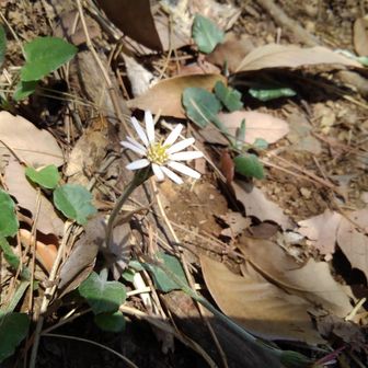 センボンヤリというらしいbyGemini