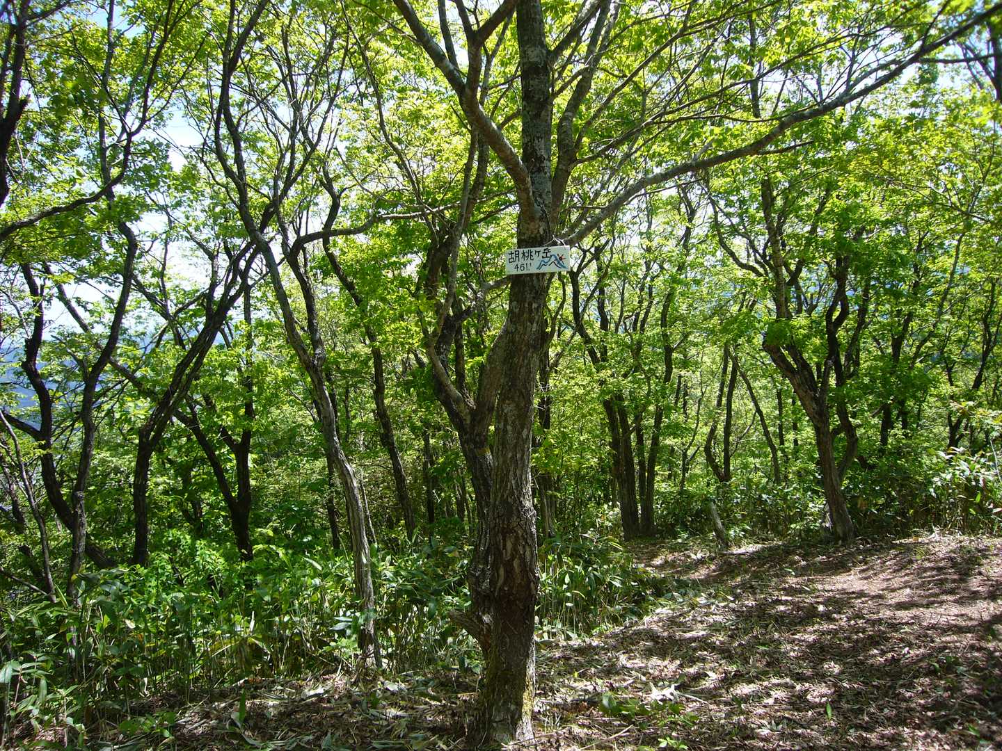 山頂も登山道も刈払いがいきとどいていて とても気持ちよく登れました😃