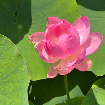 古代蓮の花