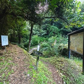 すぐに分岐。左が登り専用に指定された健脚コース。橋の方向が一般コース。