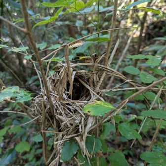 結構、低い位置に【巣】ありました。
・野鳥（ウグイスやメジロなど）またはカヤネズミなどの巣。
