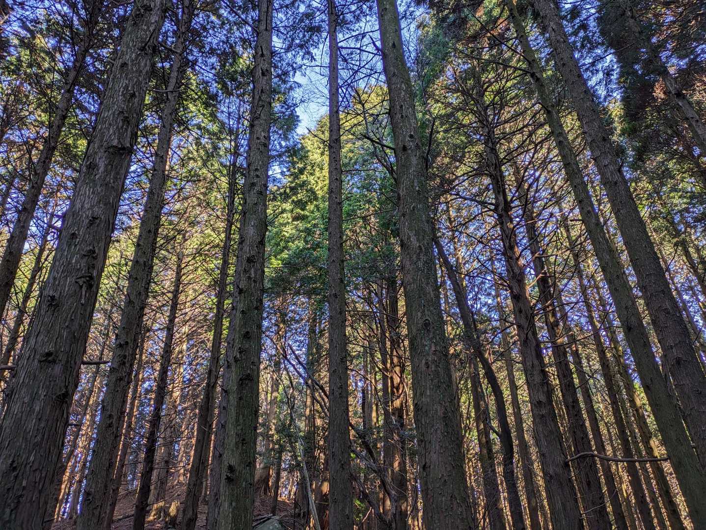 逢拝所登山口-馬見山 往復コースの写真