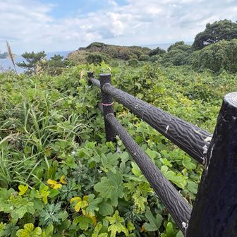 まだ先があるみたいだけど
この草むらに飛び込む勇気はなく断念🤭