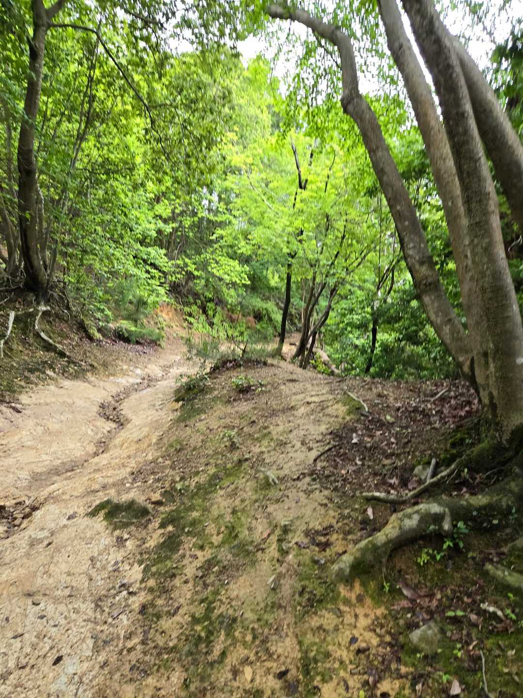 嵐山-烏ヶ岳-松尾山 往復コースの写真