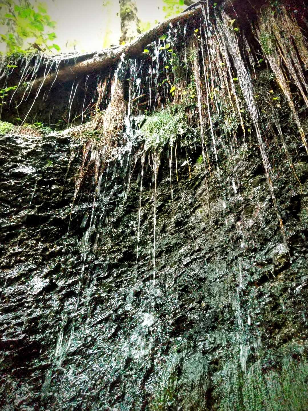 
水が 豊かな 場所である事が
分かります 💦
冬場 は 氷柱 になるのでしょうね ✨
