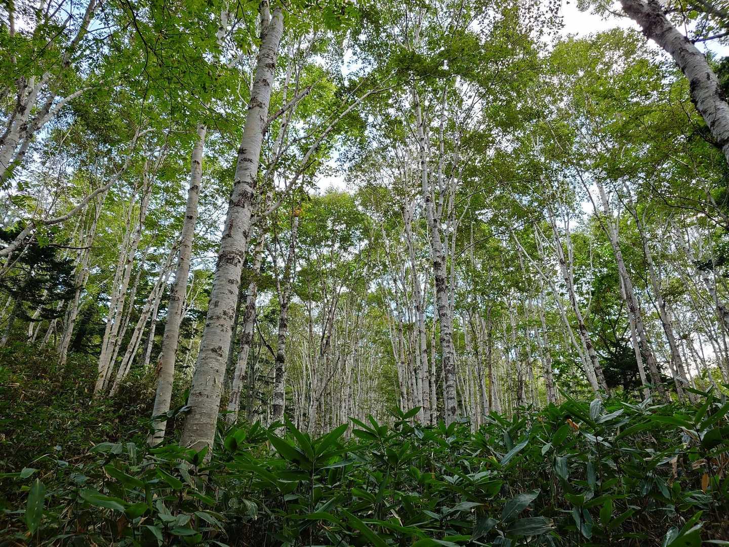 白樺の森
癒やされる〜