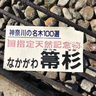 箒杉は、神奈川の名木100選に選ばれています。
箒杉BSを通過して更に先に進みます。