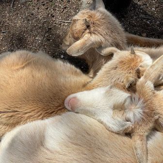 さあ何匹？頭か？