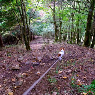 さあ下山していきます。
周回コースで