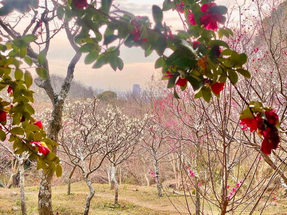 岡本梅林公園 保久良神社⛩️の梅🌸  / kinocoさんのモーメント
